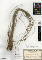 Type of Juncus usitatus L. A. S. Johnson [family JUNCACEAE]