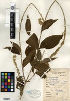 Isotype of Achyranthes coynei Santapau [family AMARANTHACEAE]
