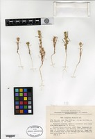 Type of Corispermum komarovii Iljin [family CHENOPODIACEAE]