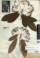 Syntype of Stranvaesia nussia Decne. var. oblanceolata Rehder & E. H. Wilson [family ROSACEAE]