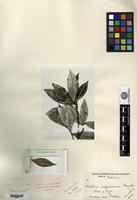 Type of Photinia impressivena Hayata [family ROSACEAE]