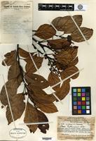 Holotype of Litsea habbemensis C. K. Allen [family LAURACEAE]