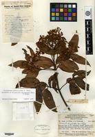 Holotype of Flindersia chrysantha Merrill & L. M. Perry [family RUTACEAE]