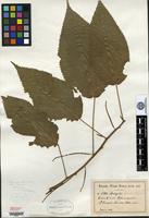 Isotype of Acalypha vincentina Urb. [family EUPHORBIACEAE]