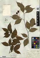 Type of Photinia villosa (Thunberg) de Candolle var. sinica Rehder & E. H. Wilson [family ROSACEAE]