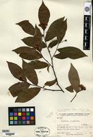 Isosyntype of Photinia amphidoxa (C. K. Schneider) Rehder & E. H. Wilson var. amphileia Handel-Mazzetti [family ROSACEAE]