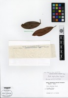 Type of Gluta capituliflora Ding Hou [family ANACARDIACEAE]