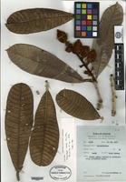 Isotype of Melanochyla bullata Ding Hou [family ANACARDIACEAE]
