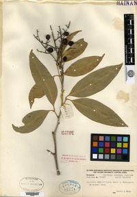 Isotype of Sapindus oligophylla Merrill & Chun [family SAPINDACEAE]