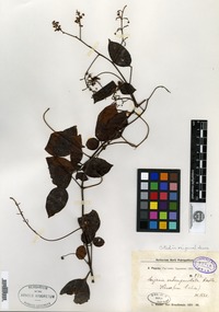 Type? of Serjania subimpunctata Radlkofer [family SAPINDACEAE]