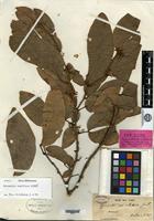 Isotype of Cynometra neo-caledonica Guillaumin [family CAESALPINIACEAE]