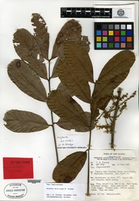 Isotype of Arytera multijuga H. Turner [family SAPINDACEAE]