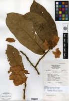 Isotype of Schoutenia furfuracea Kochummen [family TILIACEAE]