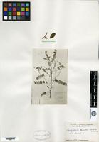 Isosyntype of Indigofera howellii Craib & W. W. Smith [family FABACEAE]