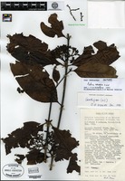 Isotype of Aidia waugia Ridsdale [family RUBIACEAE]