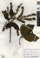 Type of Alseis latifolia Gleason [family RUBIACEAE]