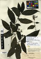 Isotype of Pavetta atra Merrill [family RUBIACEAE]