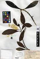 Type of Ixora confertiflora Merrill [family RUBIACEAE]