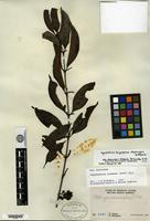 Isotype of Hypobathrum bangueyense Mulyaningsih & Ridsdale [family RUBIACEAE]