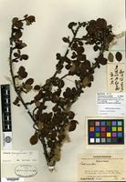 Isotype of Cotoneaster notabilis G. Klotz [family ROSACEAE]