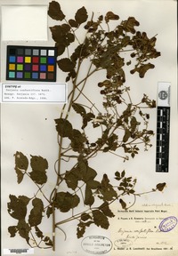 Syntype of Serjania confertiflora Radlkofer [family SAPINDACEAE]