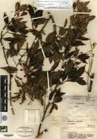 Isotype of Guioa malukuensis Welzen [family SAPINDACEAE]