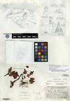Isotype of Pedilanthus coalcomanensis Croizat [family EUPHORBIACEAE]
