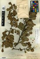 Type? of Crataegus senta Beadle [family ROSACEAE]