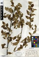 Type of Cotoneaster franchetii Boissier var. cinerascens Rehder [family ROSACEAE]