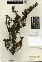 Isotype of Cotoneaster staintonii G. Klotz [family ROSACEAE]