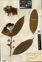 Isotype of Ixora nitidula Bremekamp [family RUBIACEAE]