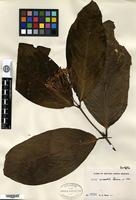 Isotype of Ixora woodii Bremekamp [family RUBIACEAE]