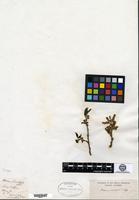 Isotype of Morus cavaleriei H. Léveillé [family MORACEAE]