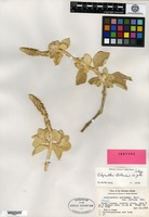 Isotype of Achyranthes atollensis H. St. John [family AMARANTHACEAE]