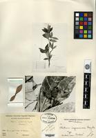 Type of Photinia impressivena Hayata [family ROSACEAE]