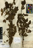 Isotype of Rubus kanayamaensis H. Léveillé & Vaniot [family ROSACEAE]