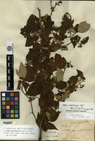 Isotype of Rubus matsumuranus H. Léveillé & Vaniot [family ROSACEAE]