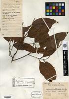 Isotype of Cryptocarya subtrinervis Kanehira & Hatusima [family LAURACEAE]