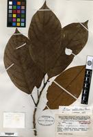 Holotype of Litsea mafuluensis C. K. Allen [family LAURACEAE]