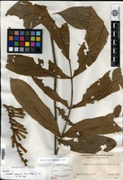 Syntype of Chisocheton polyandrus Merrill [family MELIACEAE]