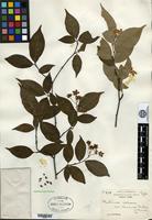 Type of Photinia villosa (Thunberg) de Candolle var. sinica Rehder & E. H. Wilson [family ROSACEAE]