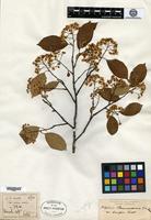 Isosyntype of Photinia beauverdiana C. K. Schneider var. brevifolia Cardot [family ROSACEAE]
