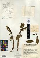 Holotype of Euphorbia apurimacensis Croizat [family EUPHORBIACEAE]