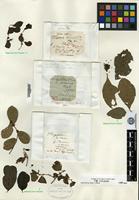 Isotype of Phyllanthus virosa Roxb. ex Willd. [family EUPHORBIACEAE]