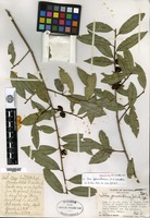 Type of Ilex quercetorum I. M. Johnston [family AQUIFOLIACEAE]