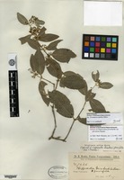 Isotype of Hippocratea grisebachii Loesener var. parvifolia Chodat & Hassler [family HIPPOCRATEACEAE]