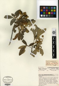Isotype of Cossignia australiana S. T. Reynolds [family SAPINDACEAE]
