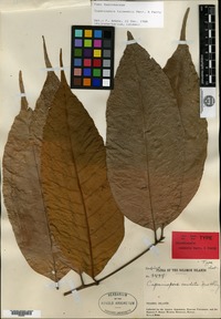 Holotype of Cupaniopsis caudata Merrill & L. M. Perry [family SAPINDACEAE]