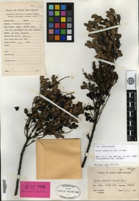 Isotype of Guioa amabilis Kanehira & Hatusima [family SAPINDACEAE]