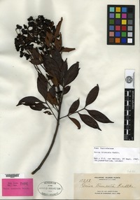 Isotype of Guioa truncata Radlkofer [family SAPINDACEAE]